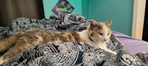 Lost Female Cat last seen Dune St and Plymouth St, Norfolk, VA 23503