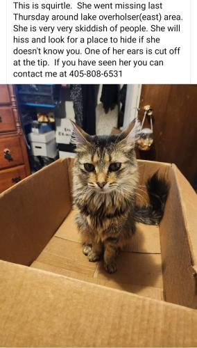 Lost Female Cat last seen NW 30 & Shannon Ave , Bethany, OK 73008