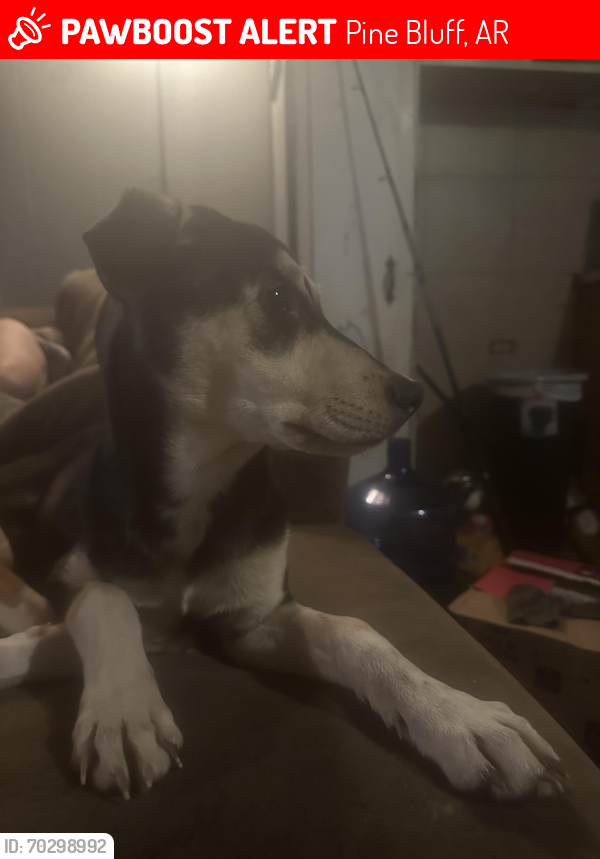 Lost Male Dog last seen Wormack Ave, Pine Bluff, AR 71602