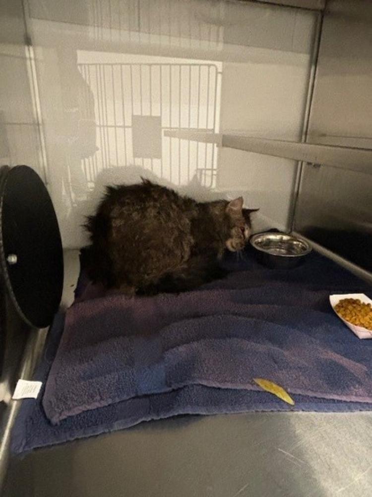 Shelter Stray Male Cat last seen Dallas, NC 28034, Gastonia, NC 28052