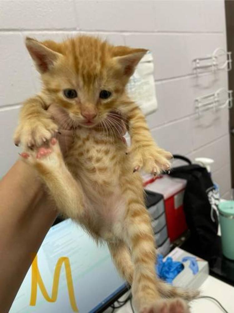 Shelter Stray Male Cat last seen Near Comite Acres Dr, 70714, LA, Baton Rouge, LA 70820