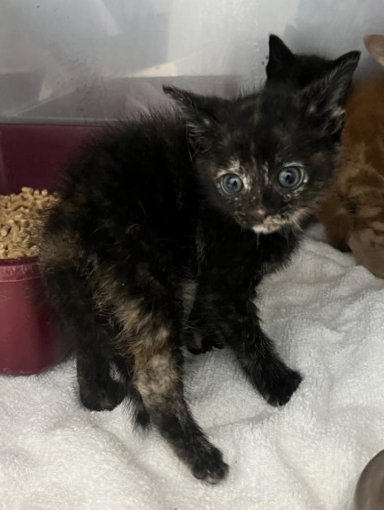 Shelter Stray Female Cat last seen Bridgeton, NC 28519, New Bern, NC 28562