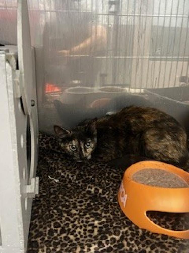 Shelter Stray Female Cat last seen New Bern, NC 28562, New Bern, NC 28562