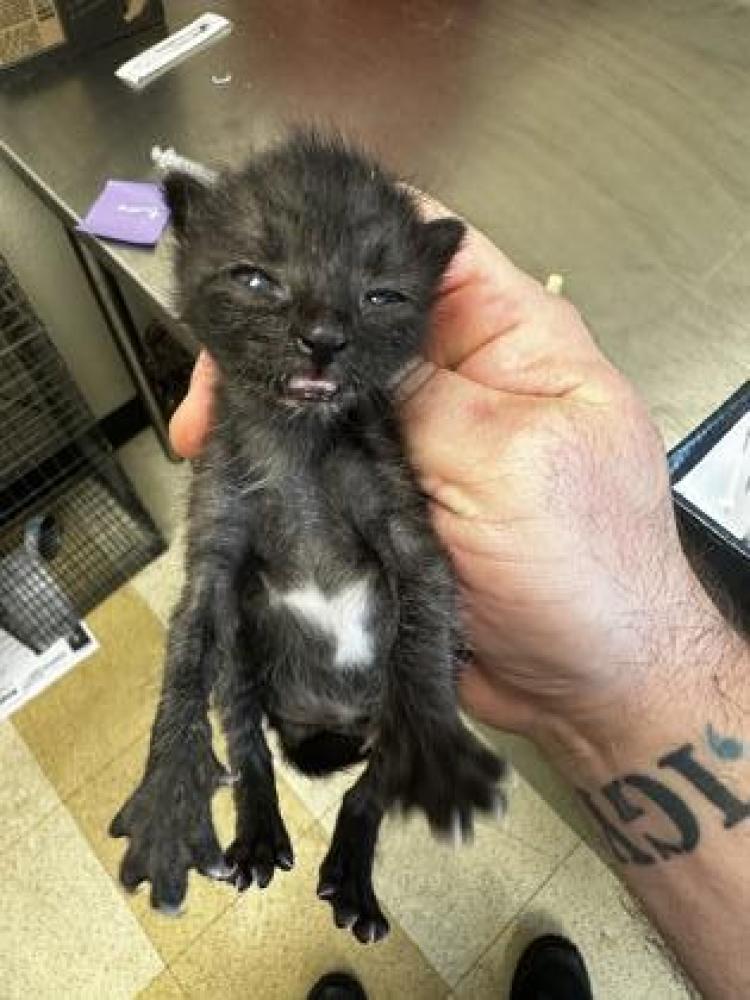 Shelter Stray Male Cat last seen Near Highland St, 75149, TX, Mesquite, TX 75149