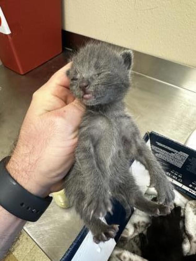 Shelter Stray Female Cat last seen Near Highland St, 75149, TX, Mesquite, TX 75149