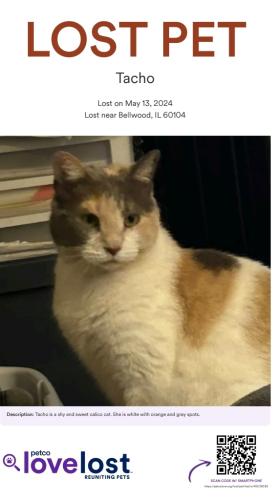 Lost Female Cat last seen Saint Charles and 51st, Bellwood, IL 60104