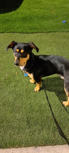 Lost Male Dog last seen Moss and industrial , Chula Vista, CA 91911