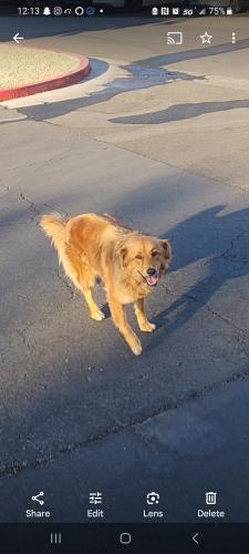 Lost Female Dog last seen Starr Ave and rainbow , Clark County, NV 89054
