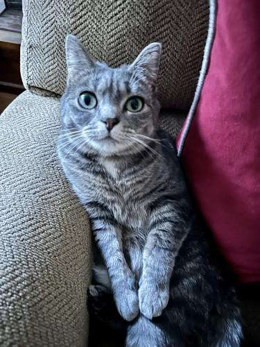 Lost Female Cat last seen Loudon Rd, Concord, NH 03301