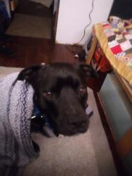 Lost Male Dog last seen Amarillo Blvd, and McMasters. Last seen on nw 15th, Amarillo, TX 79106