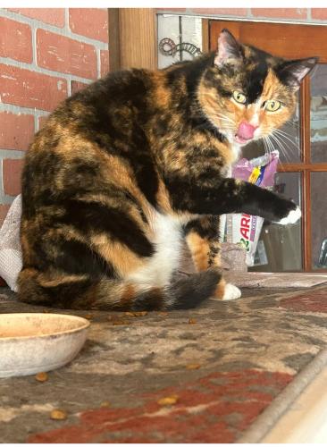 Lost Female Cat last seen Hallandale Beach Blvd and 40 Ave, Hollywood, FL 33023