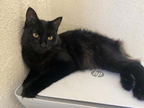 Lost Female Cat last seen Katella and South Haster St, Anaheim, CA 92802
