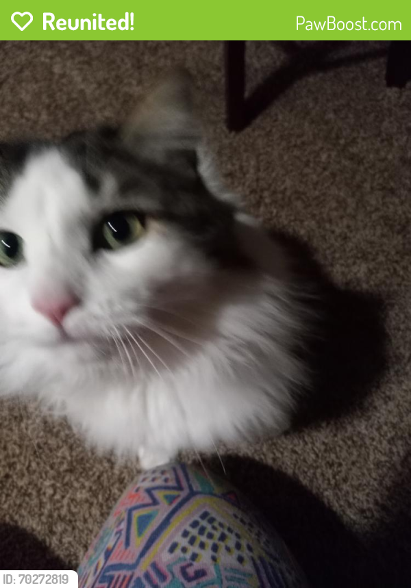 Reunited Female Cat last seen South Academy Blvd. & Hwy 115, El Paso County, CO 80910