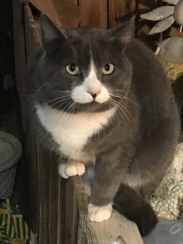 Lost Male Cat last seen Waalew & Central , Apple Valley, CA 92307