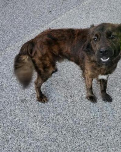 Lost Male Dog last seen Between Black oak tr, bellview pines way/drive, Bellview, FL 32526