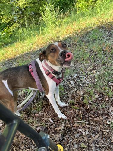 Lost Female Dog last seen Walker Ave and elam, Greensboro, NC 27403