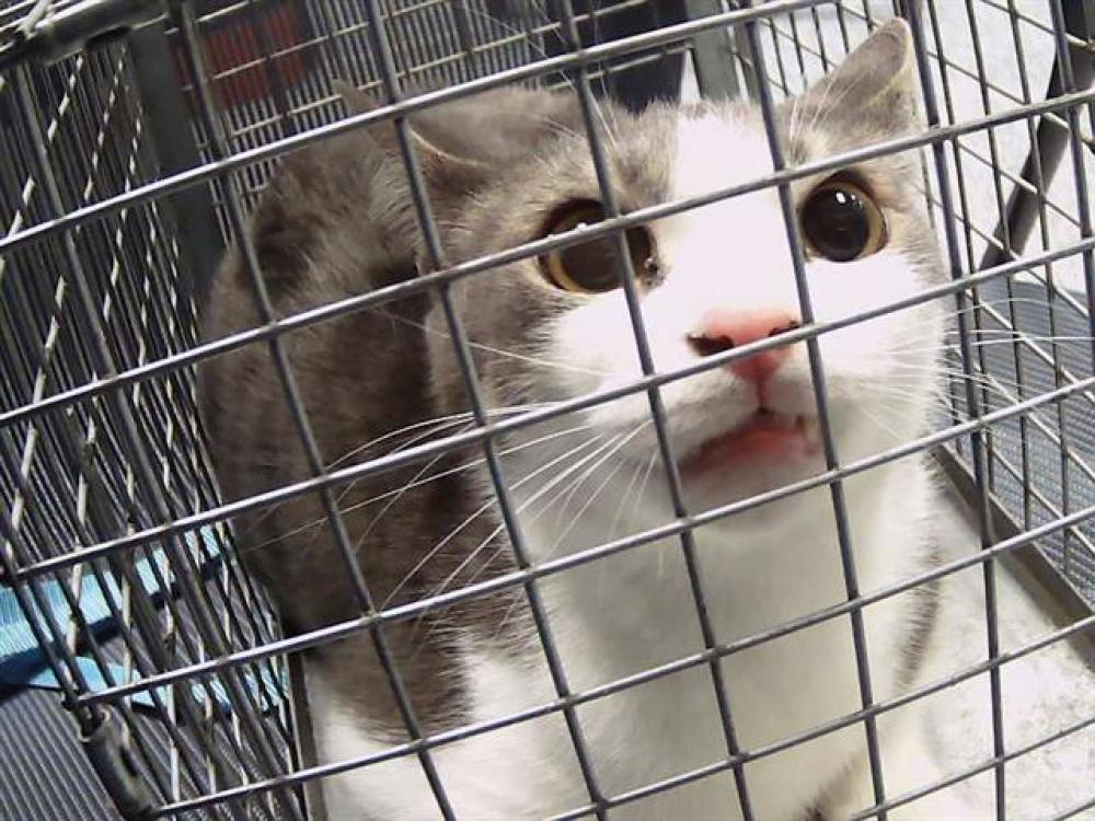 Shelter Stray Male Cat last seen MATTHEWS, Charlotte, NC 28217