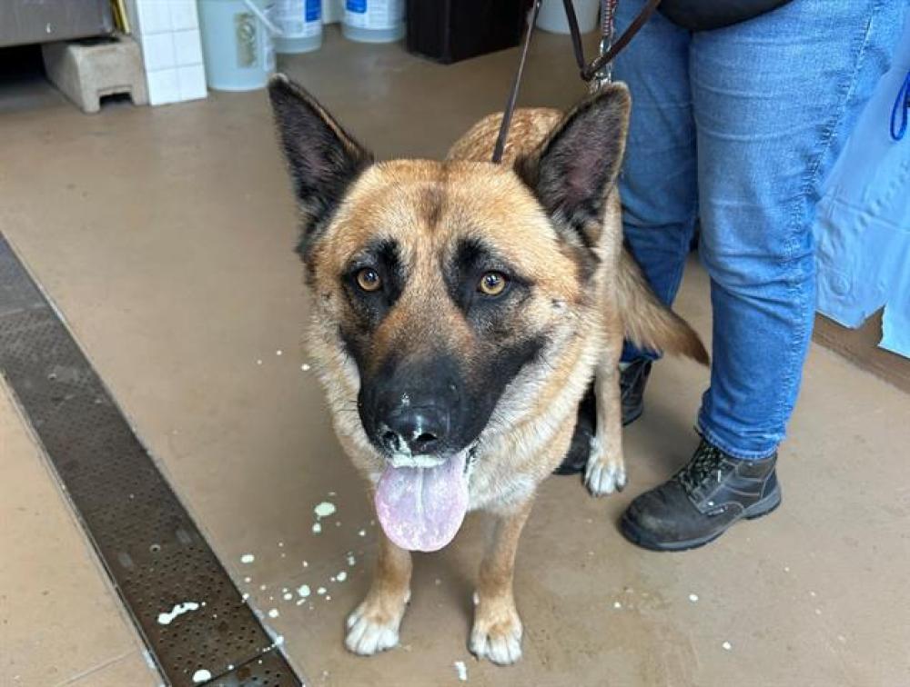 Shelter Stray Female Dog last seen SKYLINE DR AND CANTON DR, Chula Vista, CA 91911