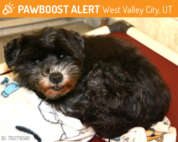 Shelter Stray Male Dog last seen Near BLOCK S 6115, West Valley City, UT 84120