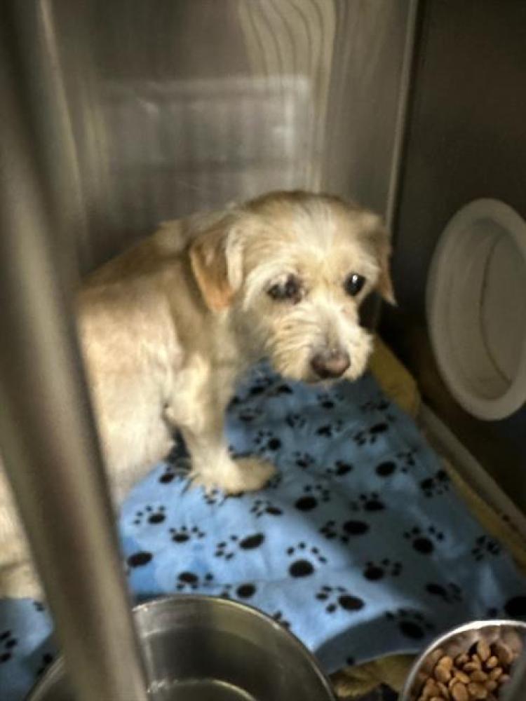 Shelter Stray Female Dog last seen Near BLOCK CINDY DR, BAKERSFIELD CA 93307, Bakersfield, CA 93308