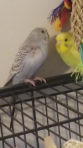 Lost Female Bird last seen Helmo ave, between 44th and 46th street, Oakdale, MN 55128
