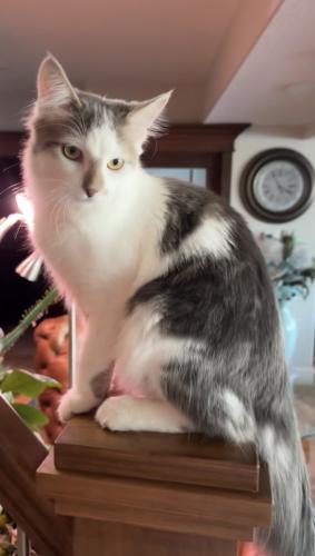 Lost Male Cat last seen Air Force lake,Griesbach , Edmonton, AB T5E 5V3