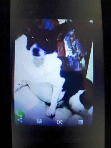 Lost Female Dog last seen Jim Miller and Elam by Comstock high School, Dallas, TX 75217