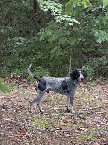 Lost Male Dog last seen In between S Osborne and Hall Rd, Greenbrier, TN 37073