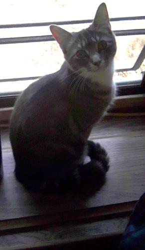 Lost Female Cat last seen Near Valley RD. Between Butler RD and Oakwoods Rd, North Berwick, ME 03906