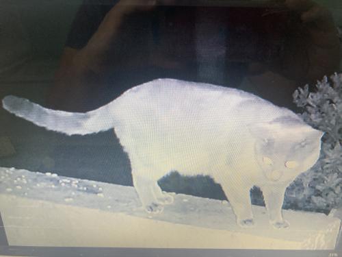Lost Male Cat last seen Near Vanessa Ln Palm Harbor Fl, Palm Harbor, FL 34684