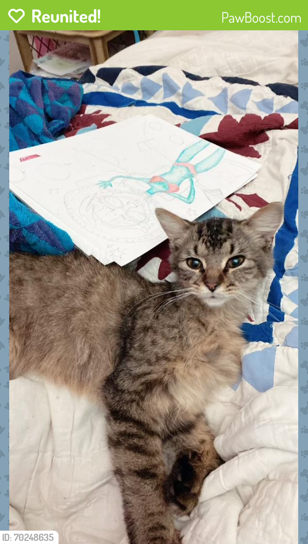 Reunited Male Cat last seen Cottage Hill and university , Mobile, AL 36693