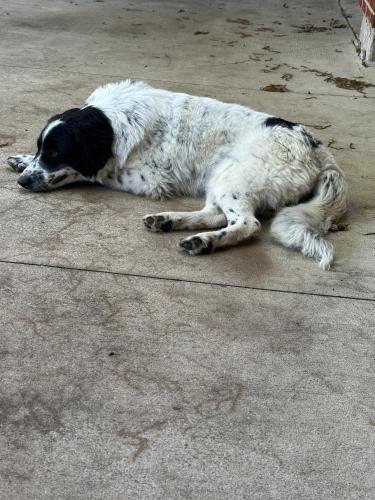 Found/Stray Female Dog last seen Tisinger Ave and Ulloa Ln, Dallas, TX 75228