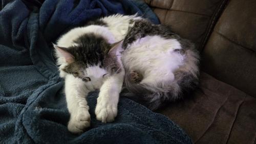 Lost Male Cat last seen Olive and Patton, Bakersfield, CA 93308