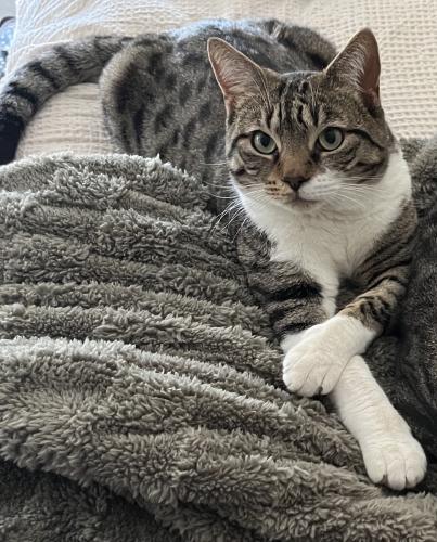 Lost Male Cat last seen Turquoise Dr & Lincoln Ave, Corona, CA 92882