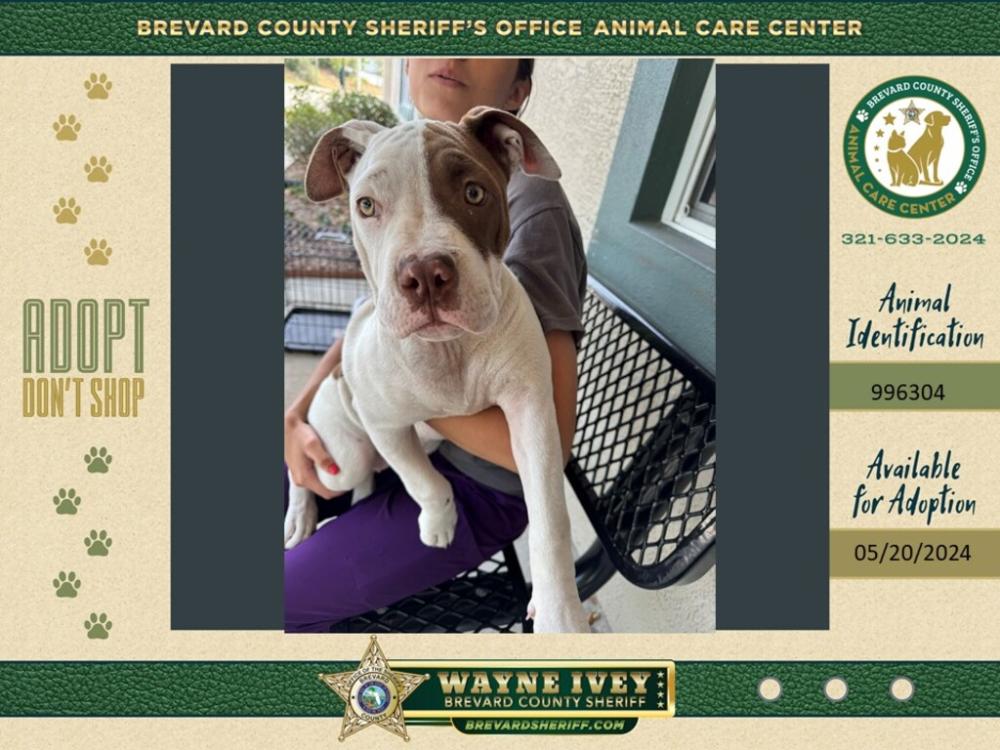 Shelter Stray Female Dog last seen Near Cheney Highway, TITUSVILLE, FL, 32780, Melbourne, FL 32934