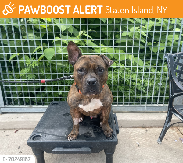 Shelter Stray Male Dog last seen STATEN ISLAND, NY, 10301, Staten Island, NY 10309