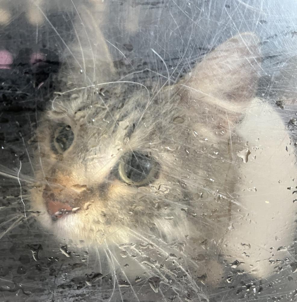 Shelter Stray Female Cat last seen Near E Parkway Avenue, SALT LAKE CITY, UT, 84106, Salt Lake City, UT 84123