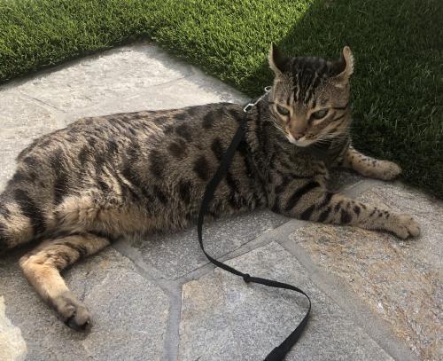 Lost Male Cat last seen La Verne and The Toledo, Long Beach, CA 90803