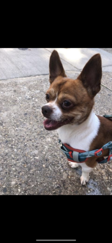 Lost Male Dog last seen 13th and Wyoming ave, Philadelphia, PA 19140