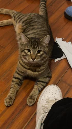 Lost Male Cat last seen Near tompkins ave yonkers 10710, Yonkers, NY 10710