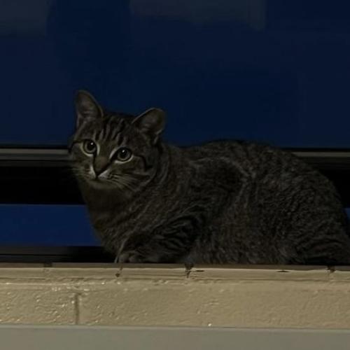 Lost Female Cat last seen Near 21st Ave S, Nashville, TN 37203, Nashville, TN 37203