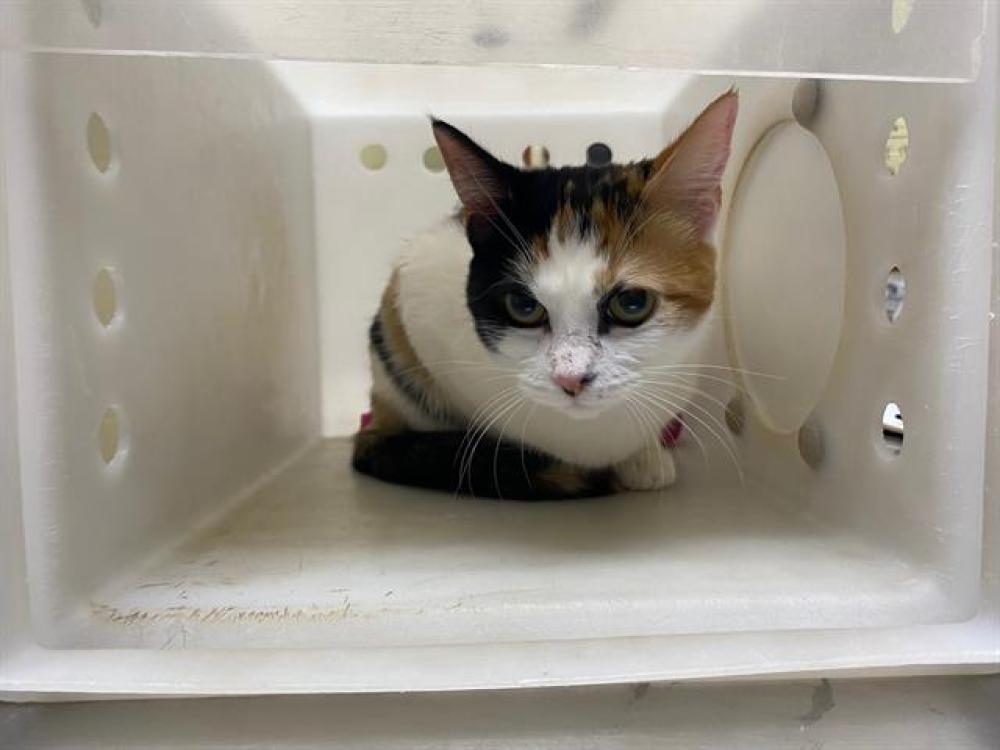 Shelter Stray Female Cat last seen Near BLOCK E ALLERTON AVE, West Milwaukee, WI 53215