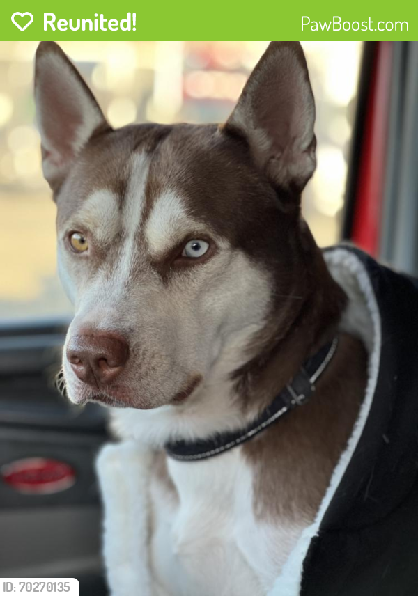 Reunited Male Dog last seen Compton ave and Bradfield ave, Compton, CA 90221