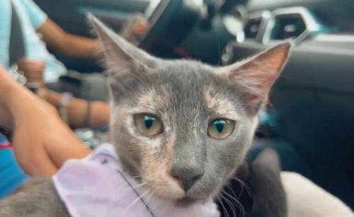 Lost Female Cat last seen Lake mary sports complex, Lake Mary, FL 32746