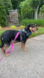Lost Female Dog last seen Caldwell track Dr and Train Station Dr, Cornelius, NC 28031