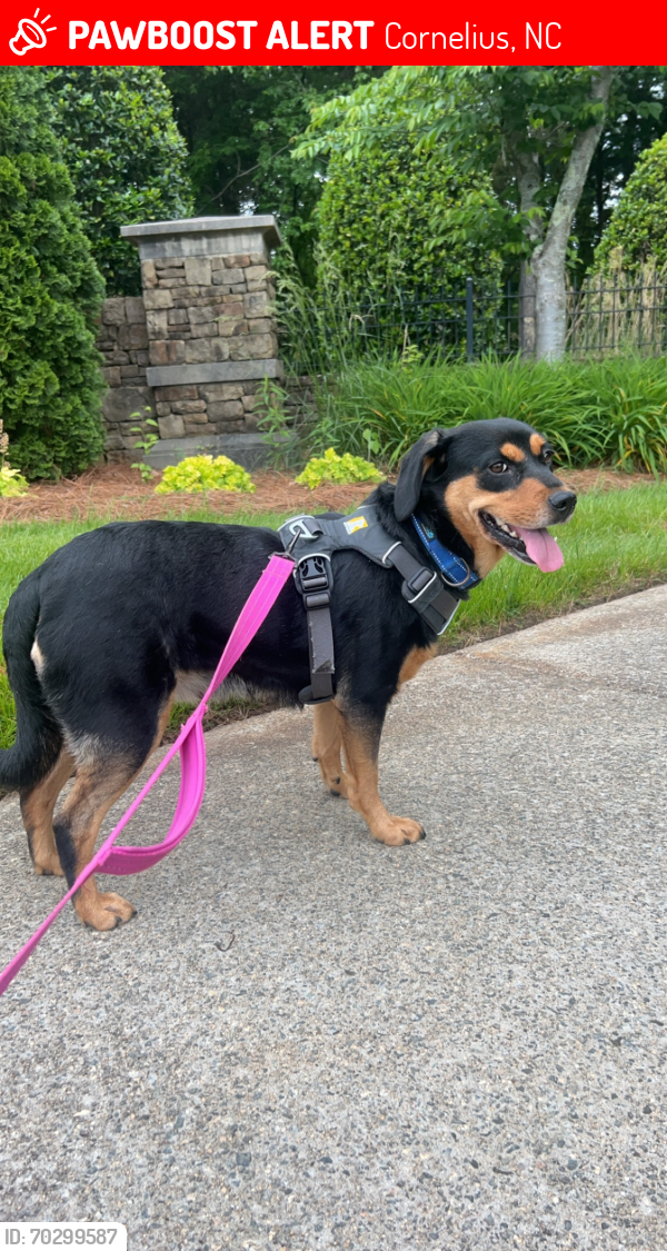 Lost Female Dog last seen Caldwell track Dr and Train Station Dr, Cornelius, NC 28031