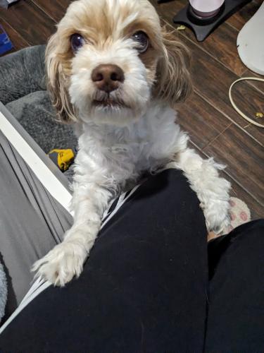 Lost Female Dog last seen 24th and Scott, Milwaukee, WI 53204