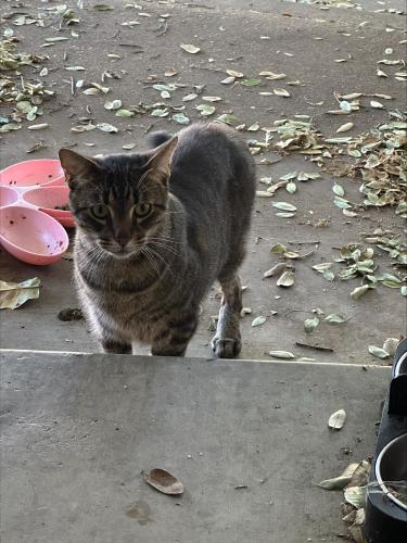 Found/Stray Male Cat last seen Omni and Hackberry 95841, Sacramento, CA 95841