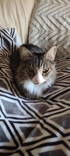 Lost Male Cat last seen Fruit Street Extension, ord, MA 01757, Milford, MA 01757