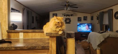 Lost Male Cat last seen Up above 10 cows resturant outside midland, Frostburg, MD 21532